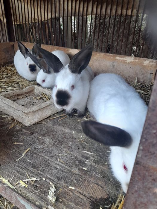 Kalifornijski czarny