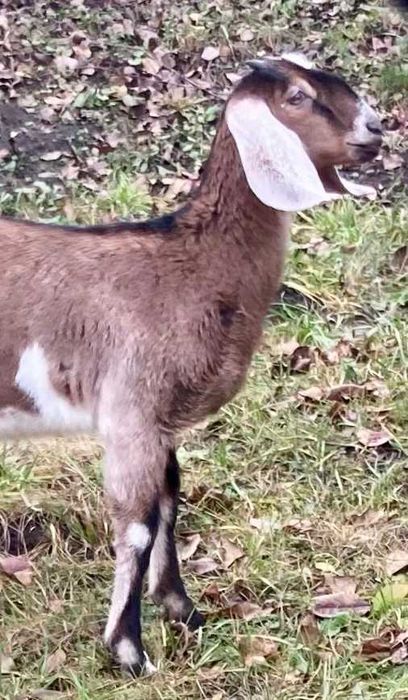 Продаеться стадо кіз.