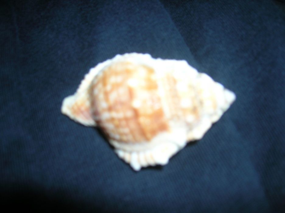 Ракушки для аквариума