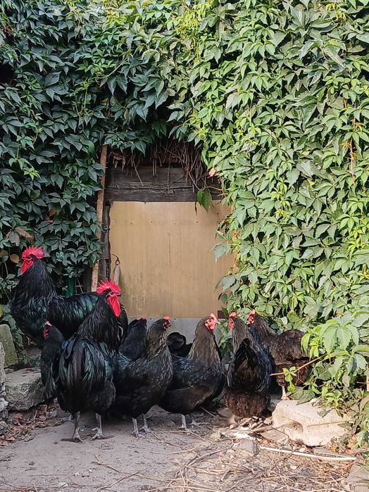 australorp-  jajka, jaja lęgowe