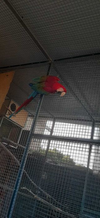 Araras e eclectus