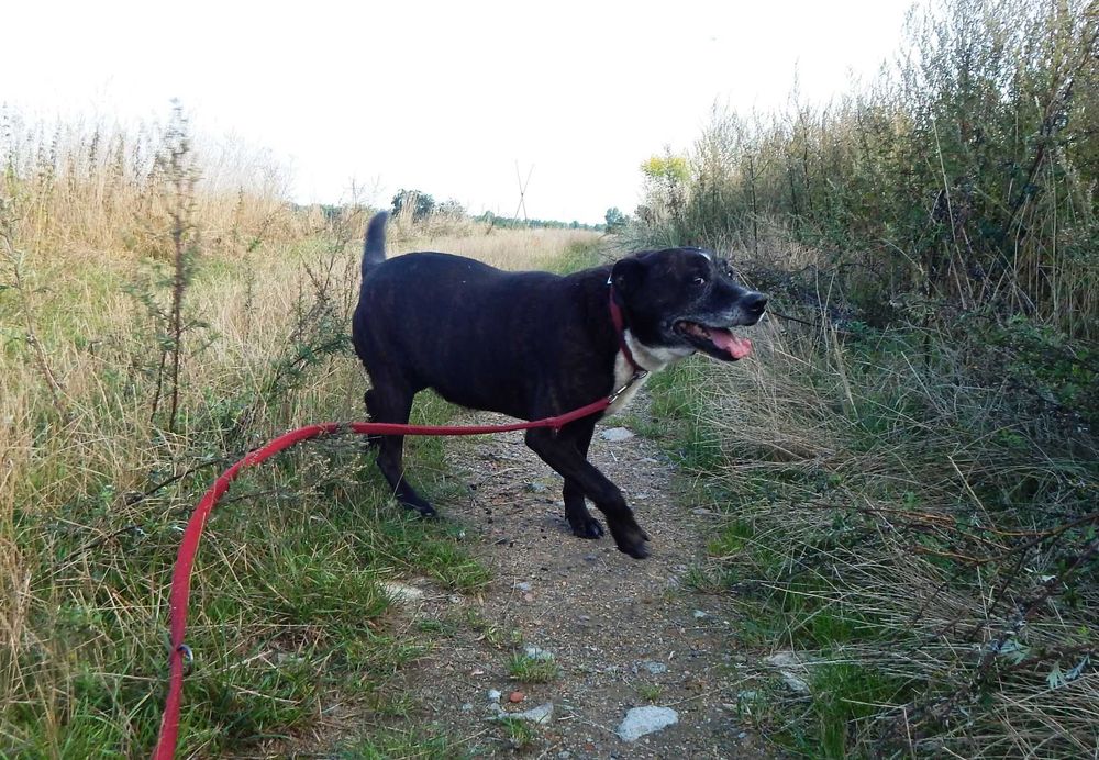 Maniek, psi senior szuka domu