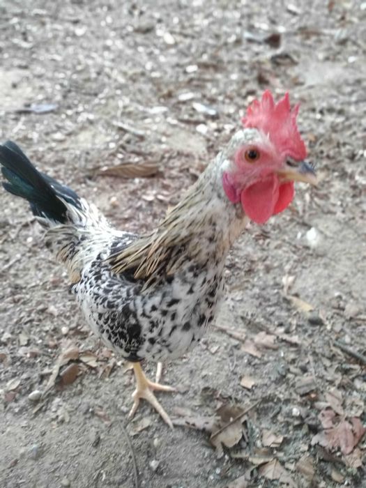 Garnizes crescidos Machos