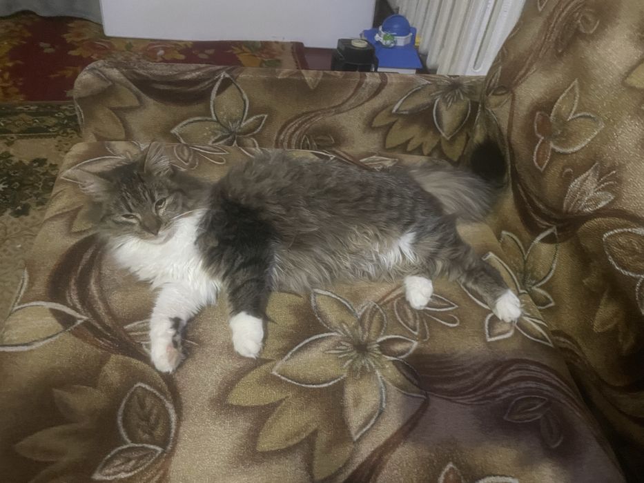 Кішечка киця котик