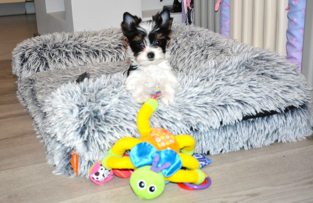 Yorkshire Terrier Biewer sunia