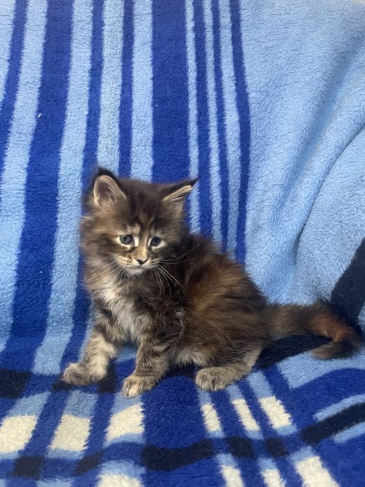 Мейн-кушата левенята