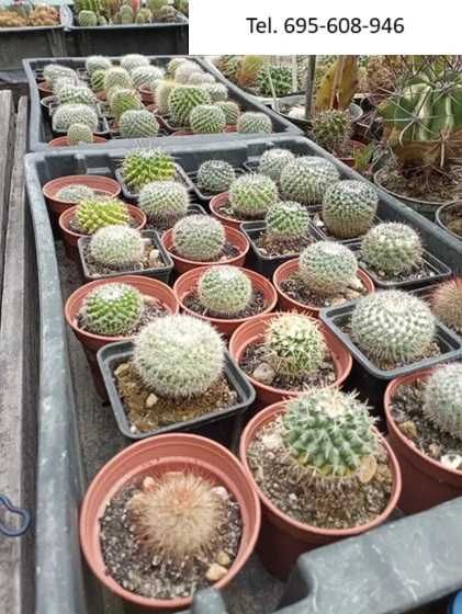 Kaktusy - wyprzedaż