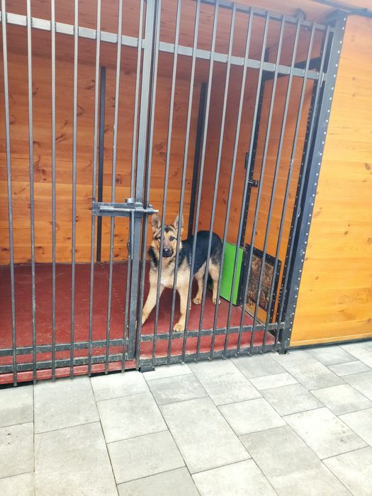 Готель для собак/ перетримка.