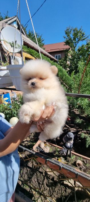 Мальчик Померанский шпиц)