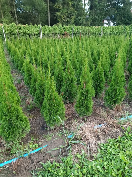 Tuja szmaragd 120 cm