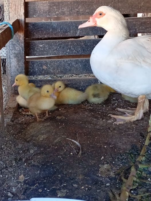 Quinta Alves filhote de pato