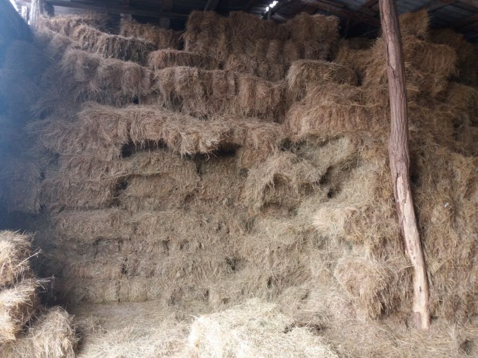 Продам сено в тюках!