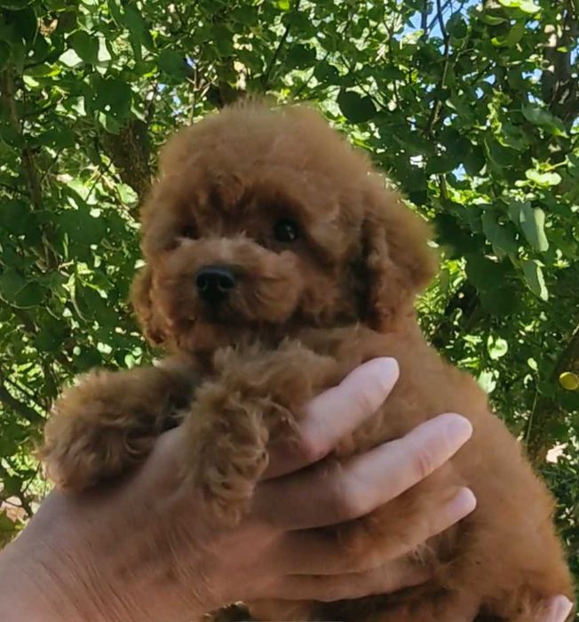 Тедді Пудель, Той Пудель, щенки