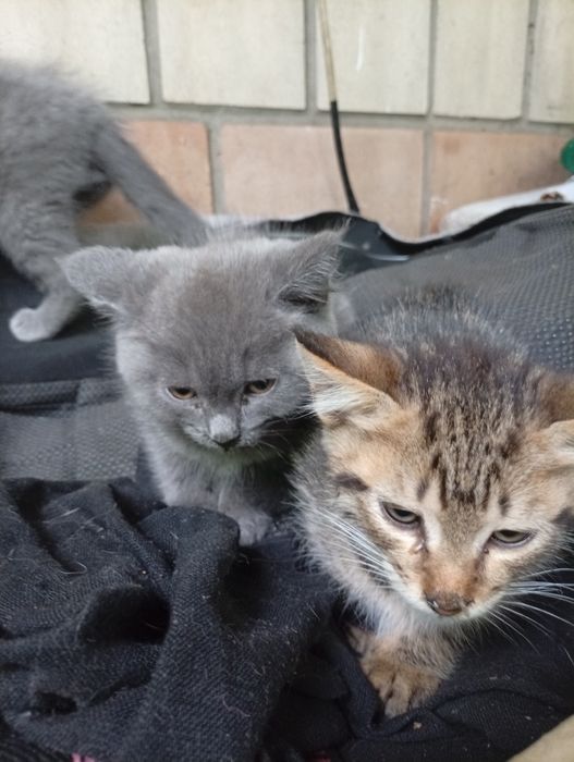 Кошенят в гарні руки