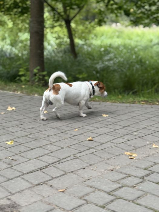 Вязка джек рассел терьєра