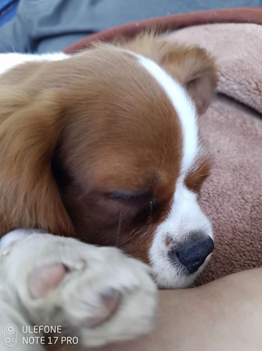 Cavalier King Charles Spaniel uroczy Chojrak