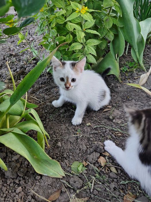 Троє Кошенят шукають люблячі родини