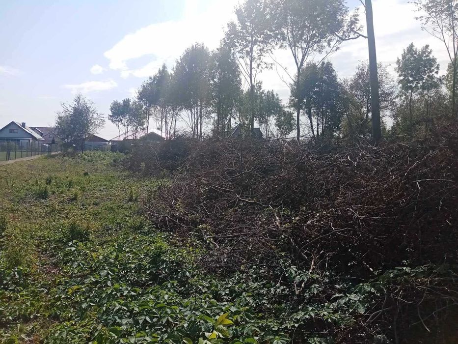 Po likwidacji sadu oddam na zrębkę dużą ilość gałęzi (200mx2,5mx3m)