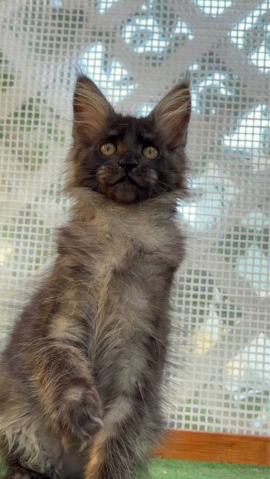 Sprzedam kociaka rasy Maine Coon