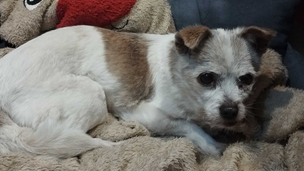 Szukam domku dla  Pieska