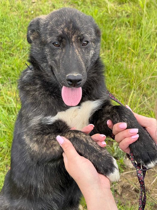 Аміка, метис, шукає дім | Центр адопції Зачин