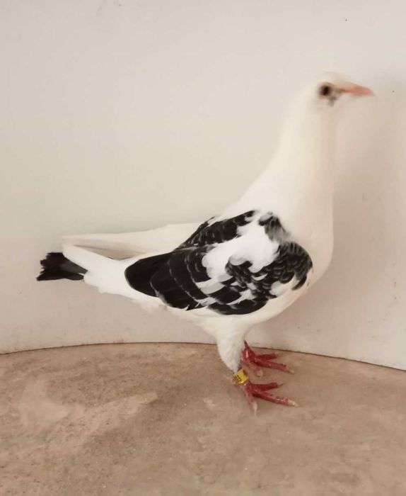 Lindo Pombo correio borracho