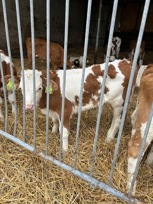 Cielaczki mięsne i mieszańce