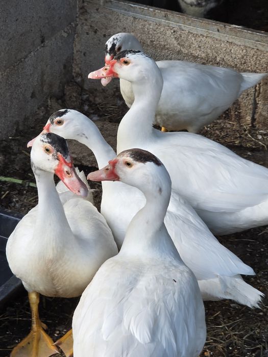 Patos mudos de 2026