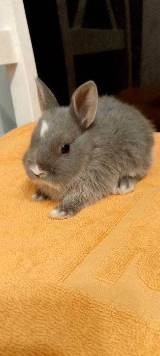 Króliczki miniaturki oswojone