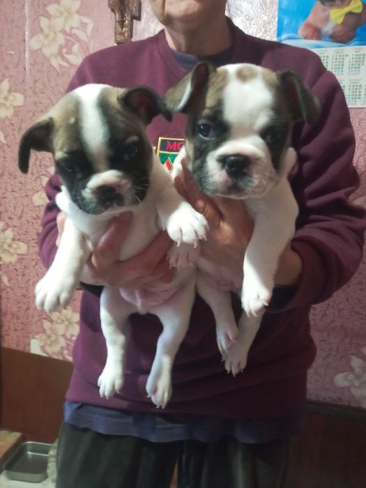 Продам цуценят французького бульдога