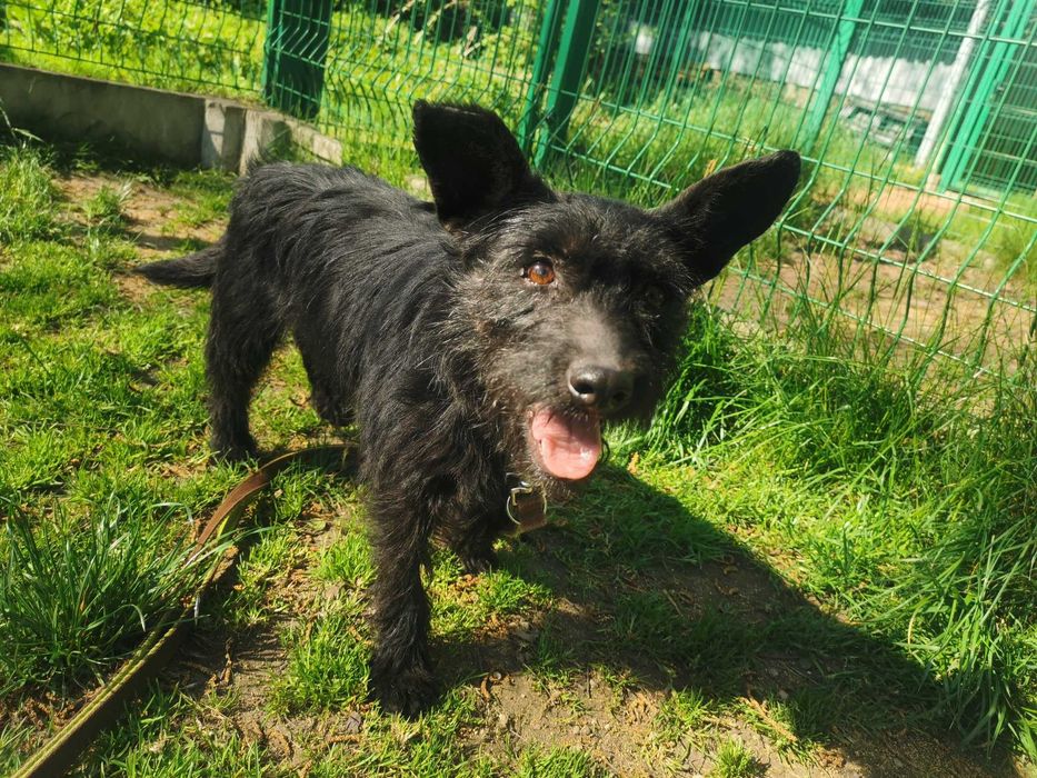 Bunia - malutka sunia odebrana ze złych warunków