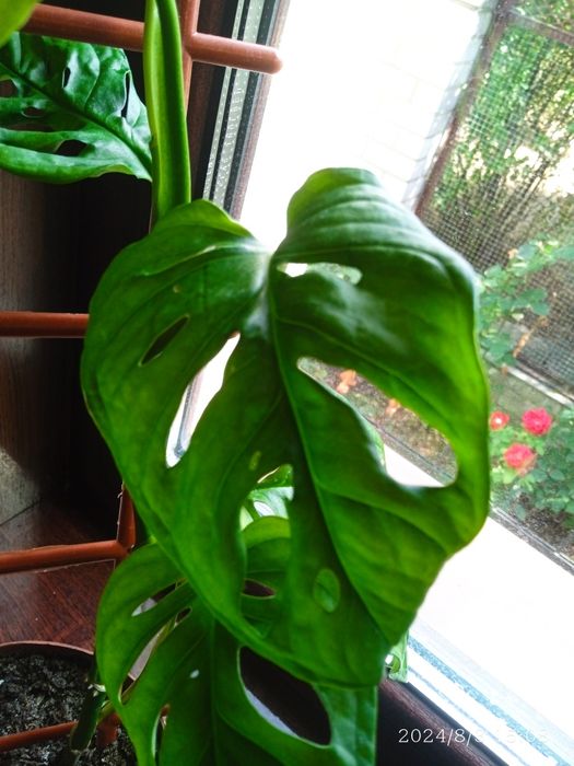 Монстера Манкі Маск