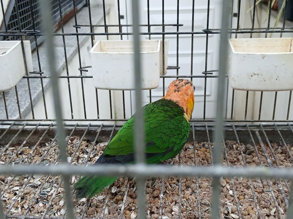 Duas fêmeas de  pionites leucogaster xantomeria