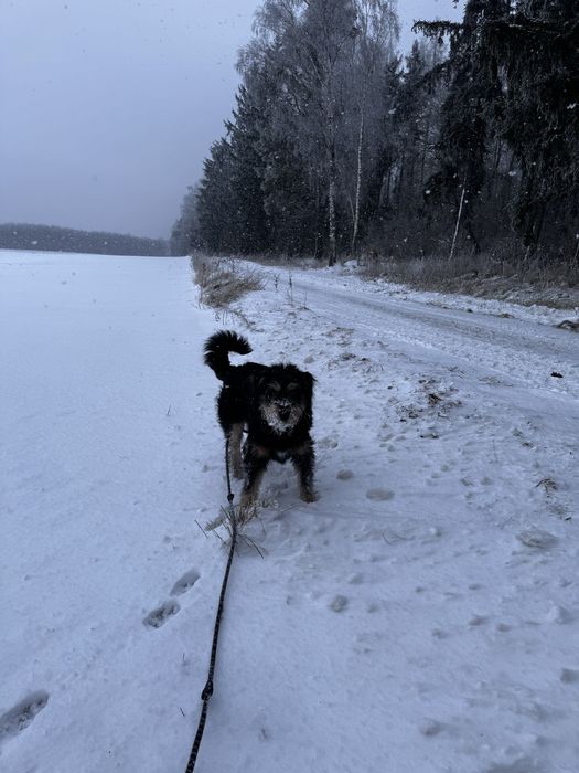 Oddam - zamienię, Rambo.