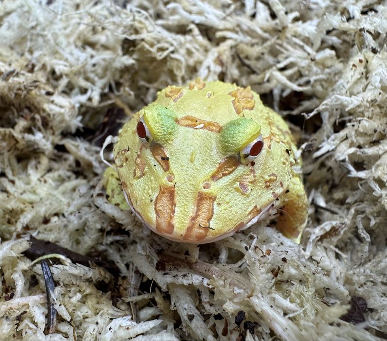 Żaba rogata - młode osobniki, Strawberry oraz Albino