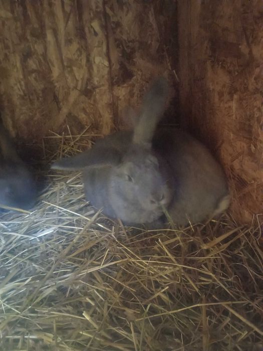 Witam posiadam króliki na sprzedaż.