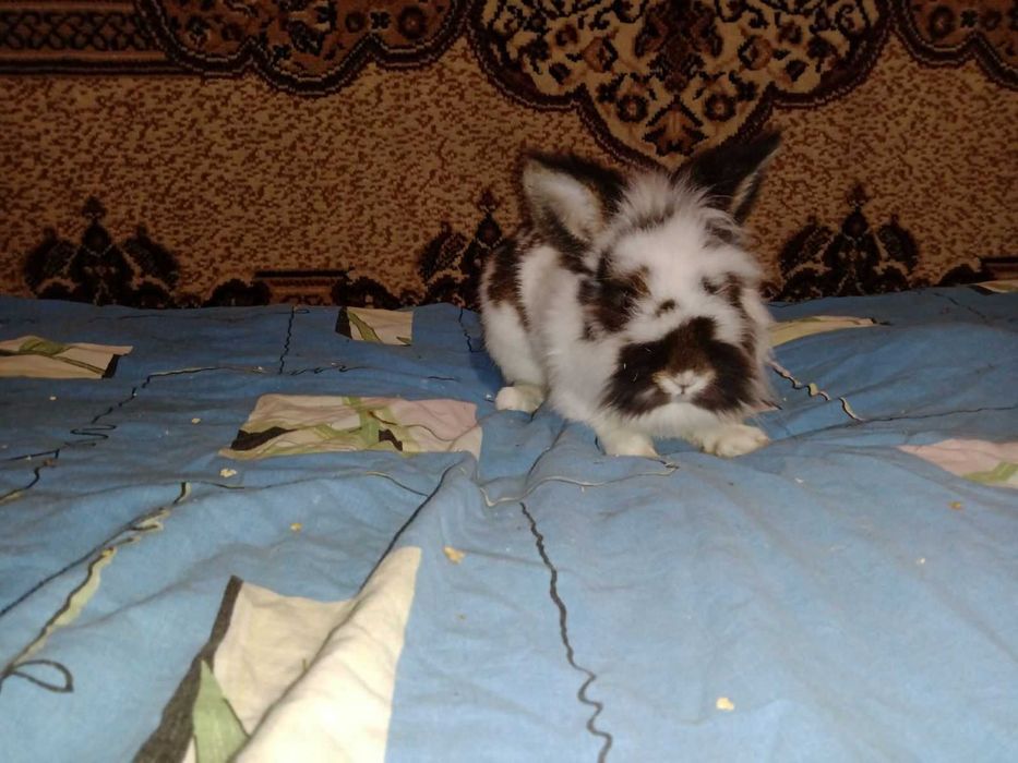 продам пухнастих  кроликів