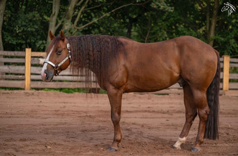 AQH ogier Wimpys Little Step