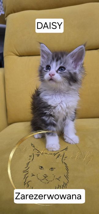MAINE COON Śliczne Kociaki
