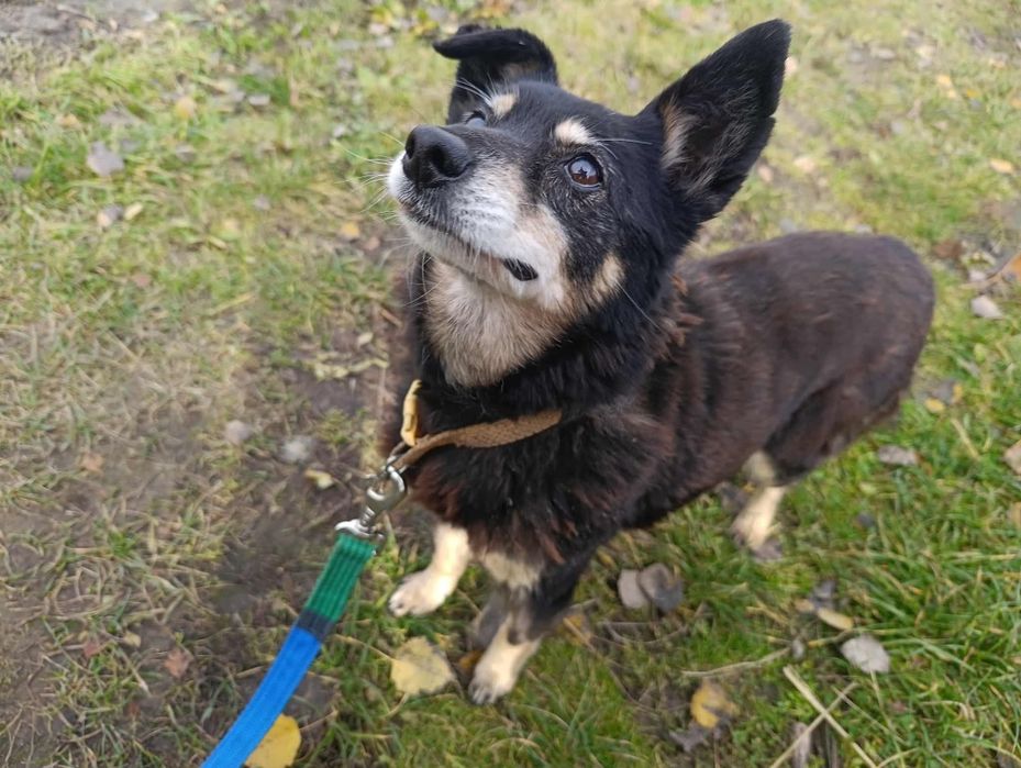 Mała i starsza sunia szuka domu