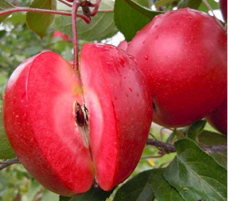 Macieira RED LOVE TROPICAL VERMELHA - portes grátis