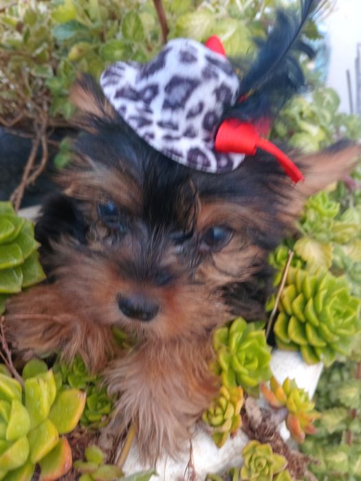 Magnifico  machinho Yorkshire miniatura