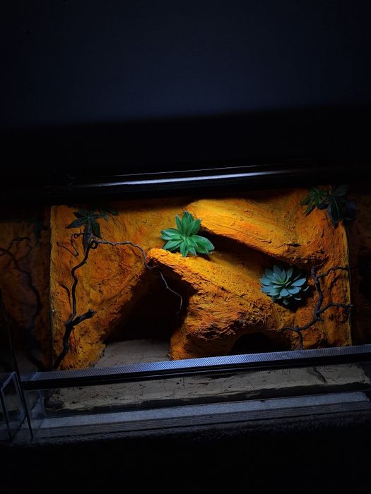 Terrarium gekon lamparci orzesiony wąż zbożowy agama brodata
