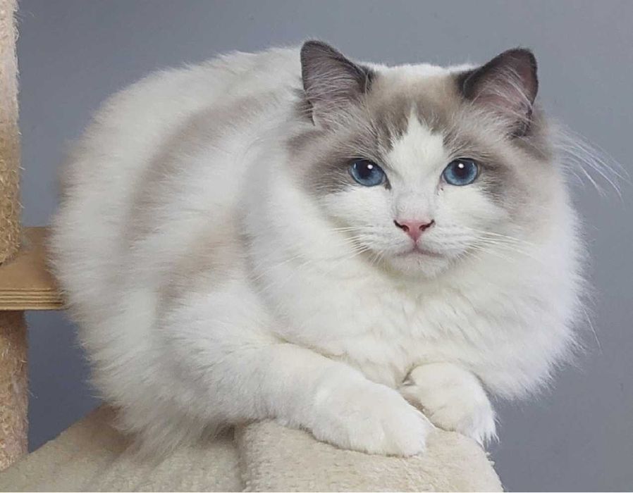 Nieustraszone Uosobienie Elegancji Ragdoll Seal Bicolour | PZF, WCF