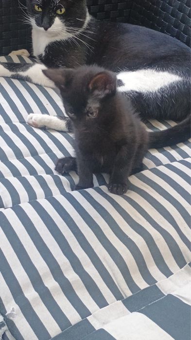 Adota-se  um gatinho
