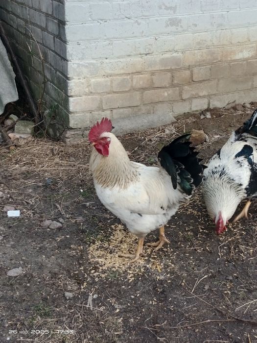 Молоді півні домашні