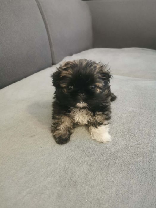 Sprzedam pekińczyki