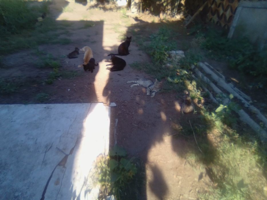 Пропала Кішка місто Дружківка винагорода за знаходження