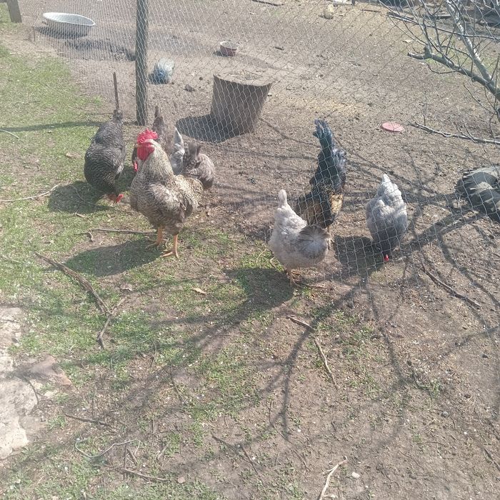 Яйця інкубаційні