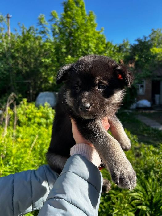 Щенки щеночки цуценята